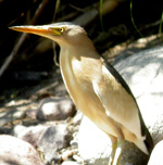 Little Bittern